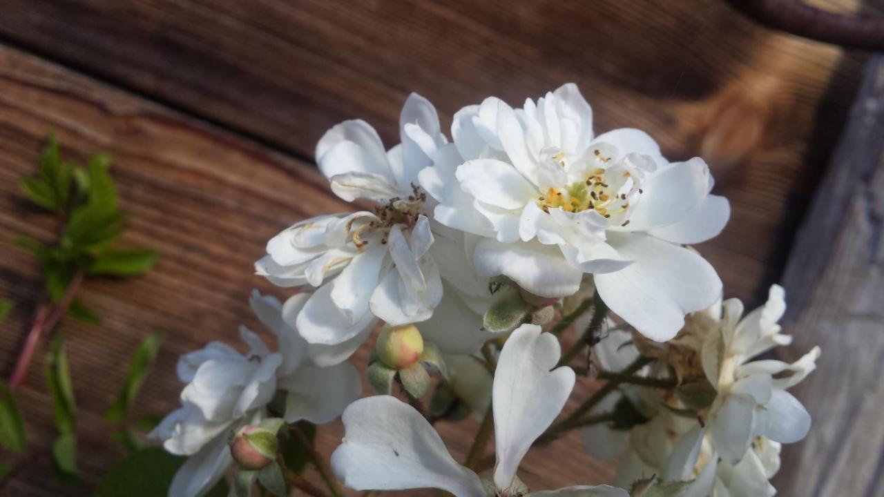 Chalet Baergblick Grindelwald Zewnętrze zdjęcie